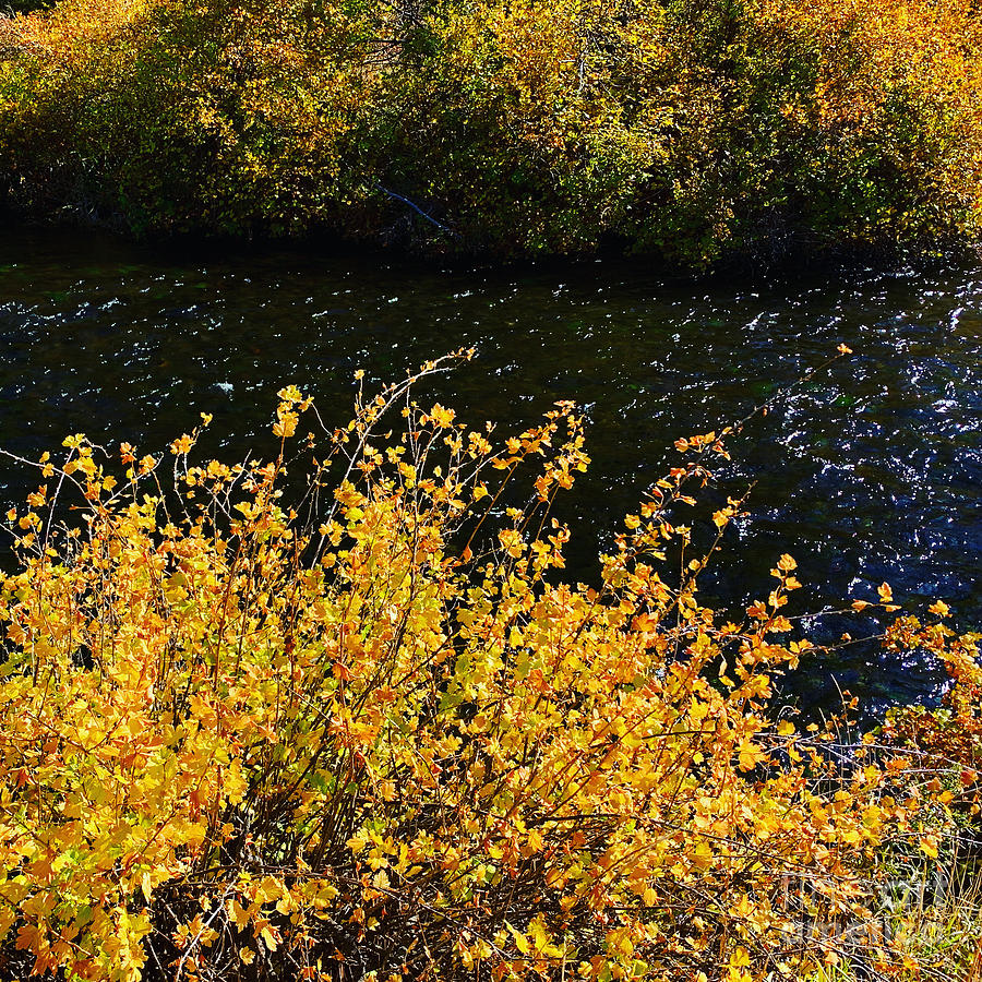 Fall Photograph - Metolius River during fall  by Dorota Nowak