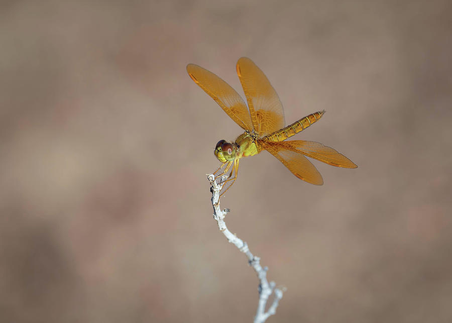 Insects Photograph - Mexican Amberwing dragonfly by Rosemary Woods Images