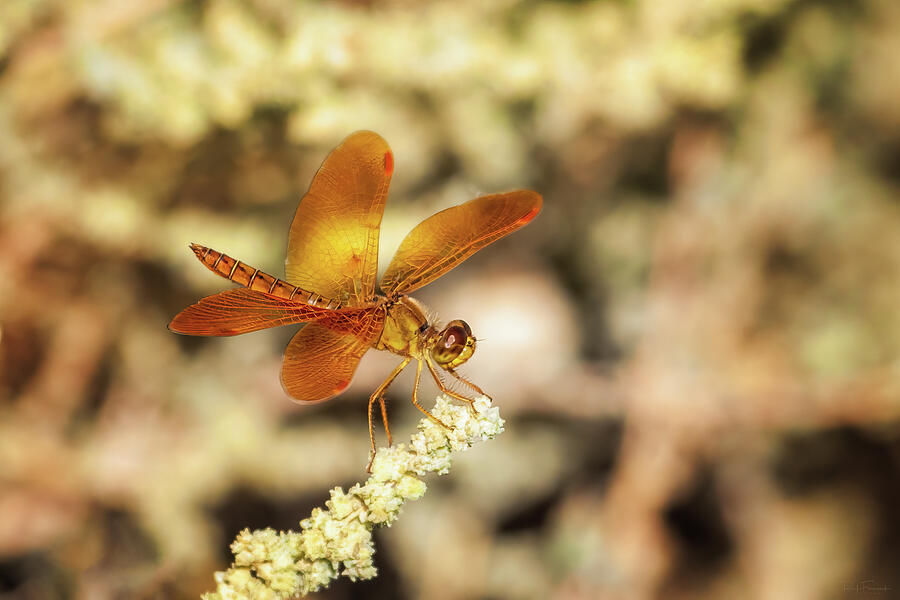 Mexican Amberwing Photograph by Rick Furmanek