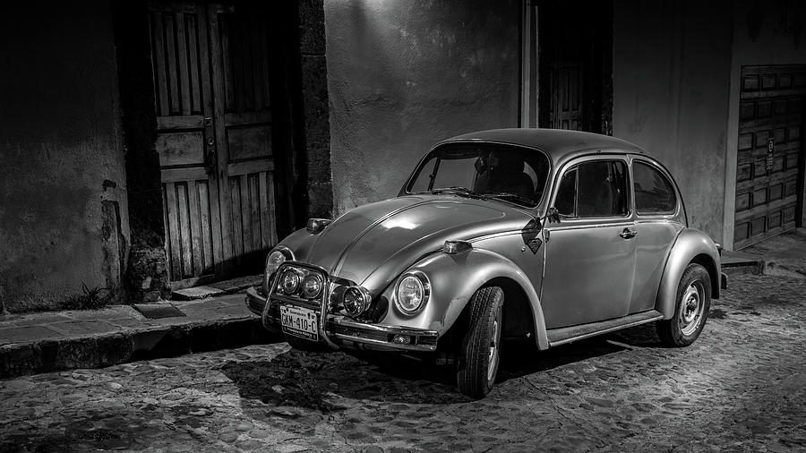 Mexican Beetle Photograph by Ian Gough - Fine Art America