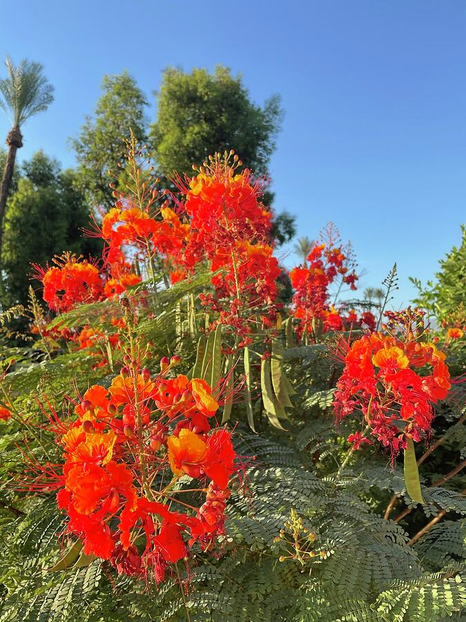 Mexican bird of paradise Photograph by Stephen Ohara - Fine Art America