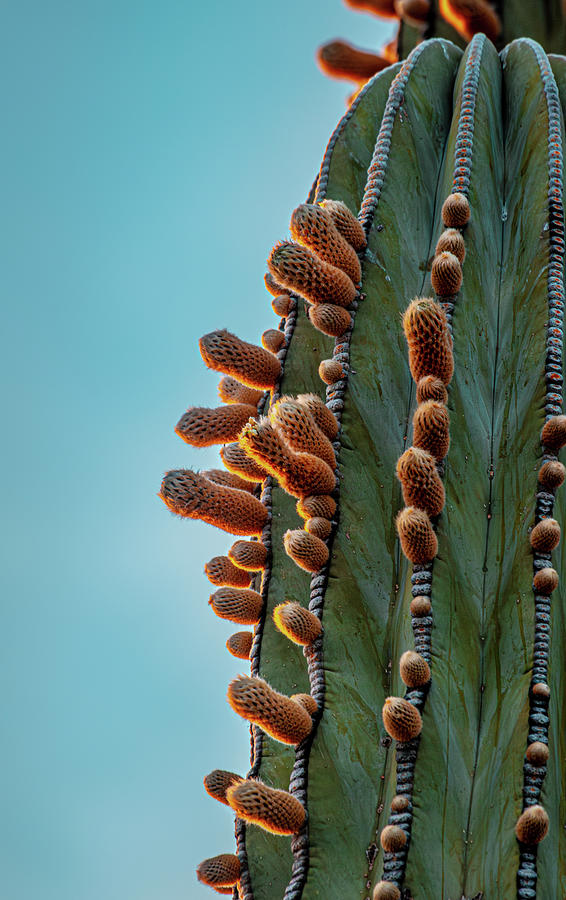 Mexican cardon cactus photograph by linda unger fine art america