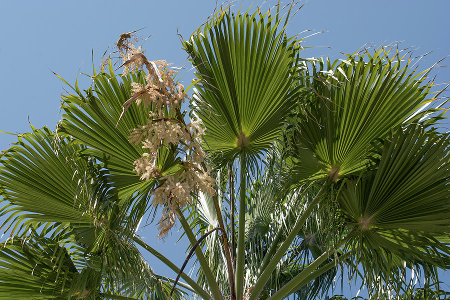 Mexican fan palm flowers Photograph by Zina Stromberg