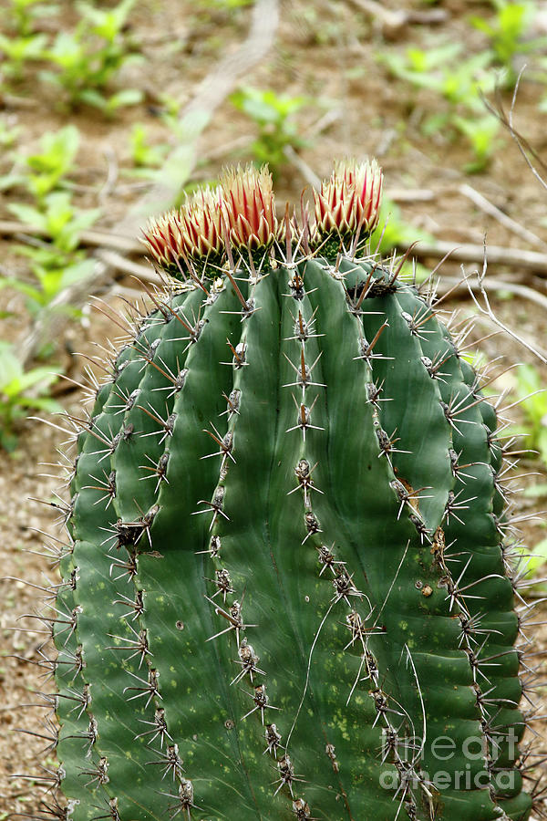 Mexican Fire Barrel Cactus Photograph by Tanya Owens