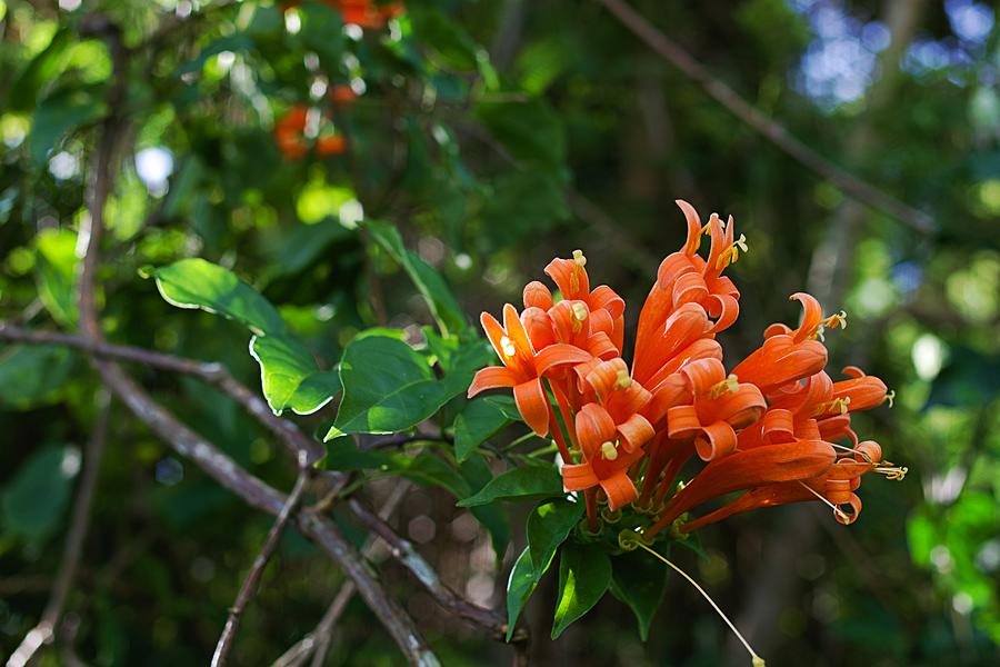 Mexican Flame Vine Photograph by Kokee RCP