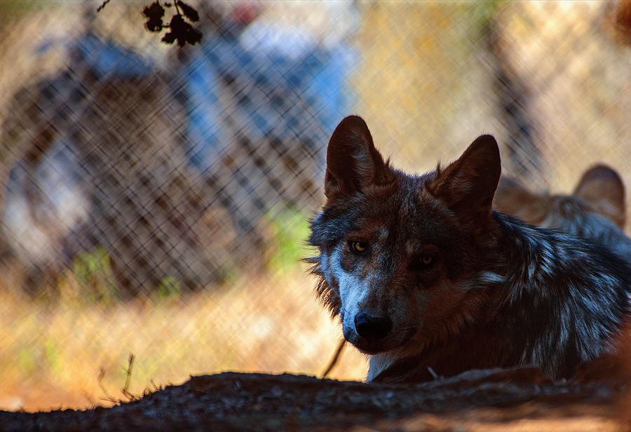 Mexican Gray Wolf - 1 Photograph by Anthony Jones