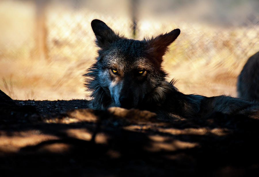 Mexican Gray Wolf - 2 Photograph by Anthony Jones