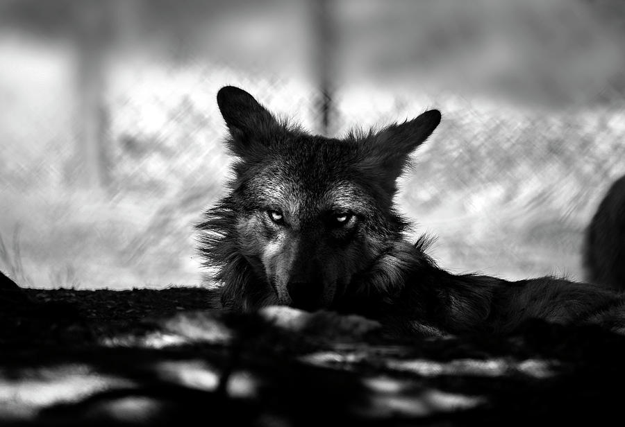 Mexican Gray Wolf - 2 - BW Photograph by Anthony Jones