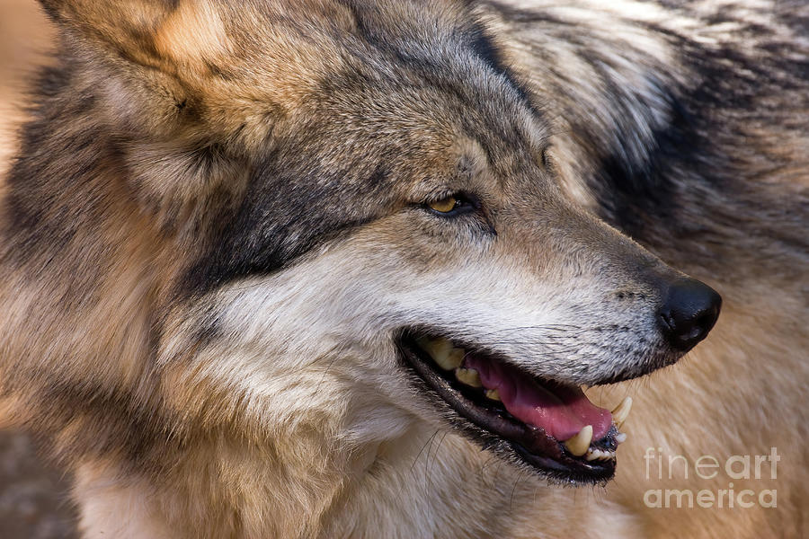 Mexican Gray Wolf Photograph by Chris Scroggins