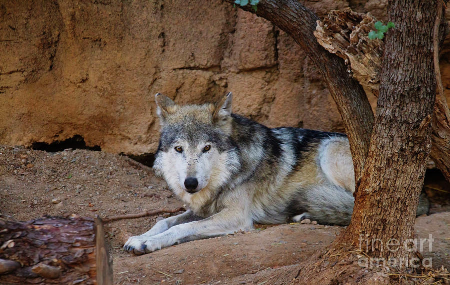 Mexican Gray Wolf  Photograph by Ruth Jolly
