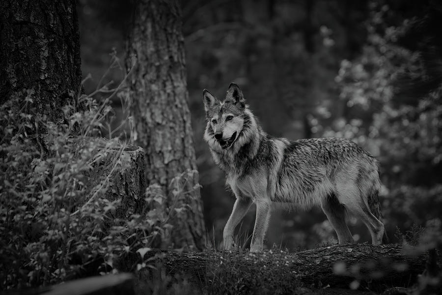Mexican Grey Wolf 1 BW Photograph by Ernest Echols