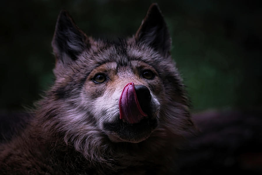 Mexican Grey Wolf 10 Photograph by Ernest Echols