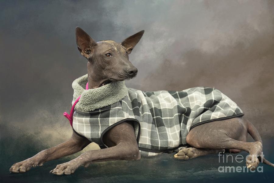 Mexican Hairless Photograph by Eva Lechner
