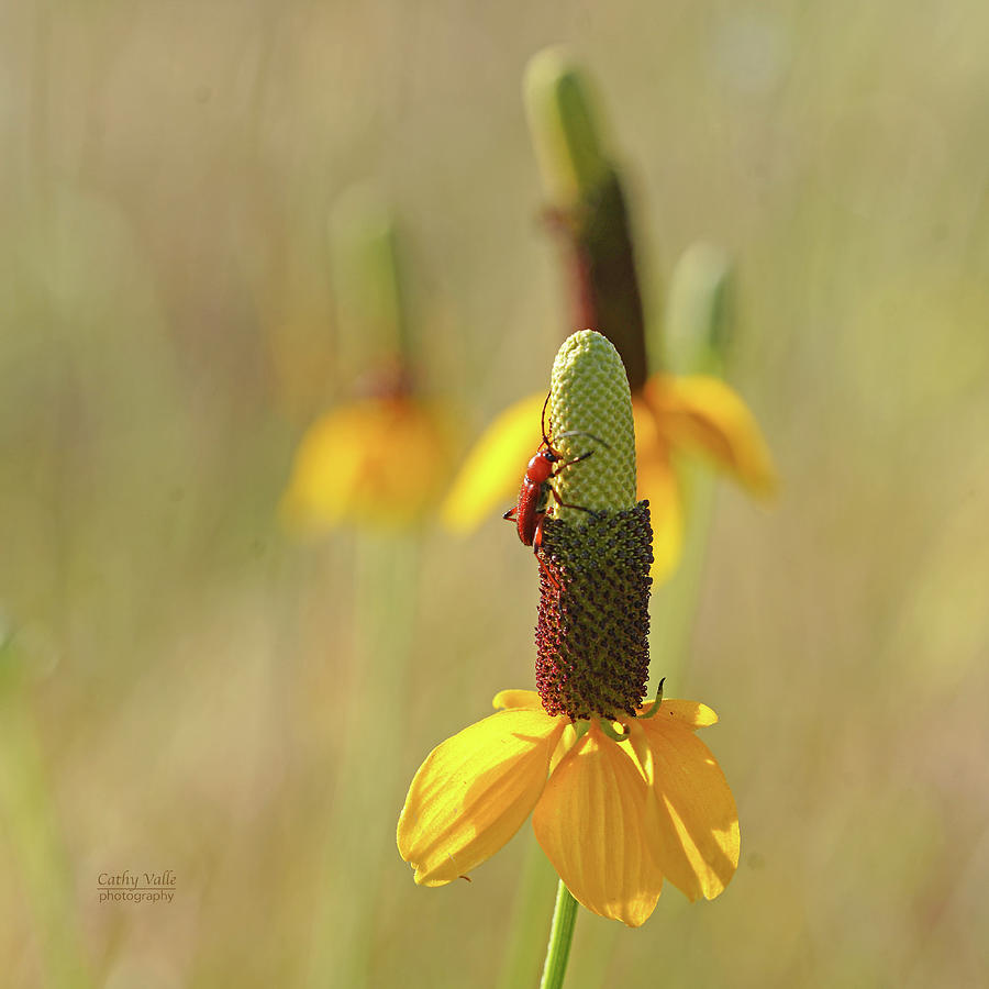 Mexican hat wildflower Photograph by Cathy Valle