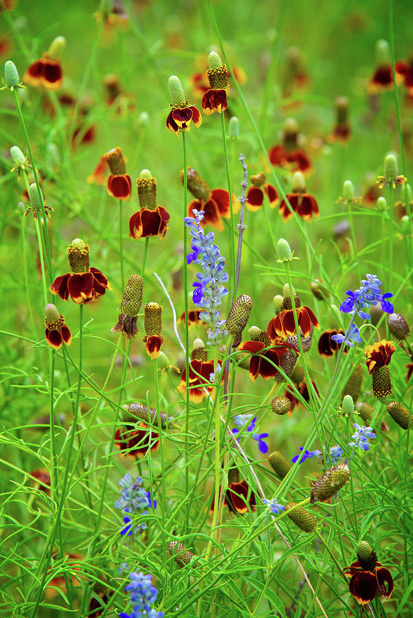 Mexican Hats and Mealy Blue Sage  Photograph by Lynn Bauer