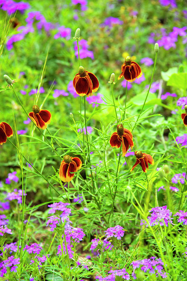 Mexican Hats and Purple Verbena Photograph by Lynn Bauer