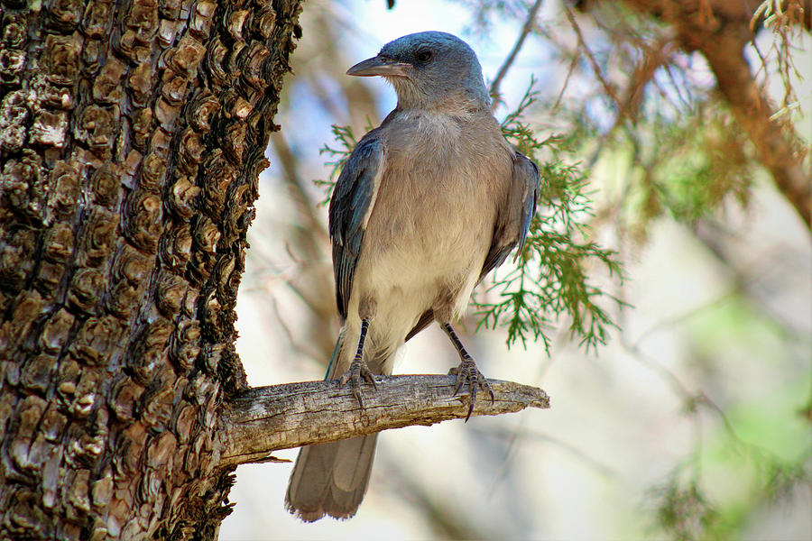 Mexican Jay Photograph