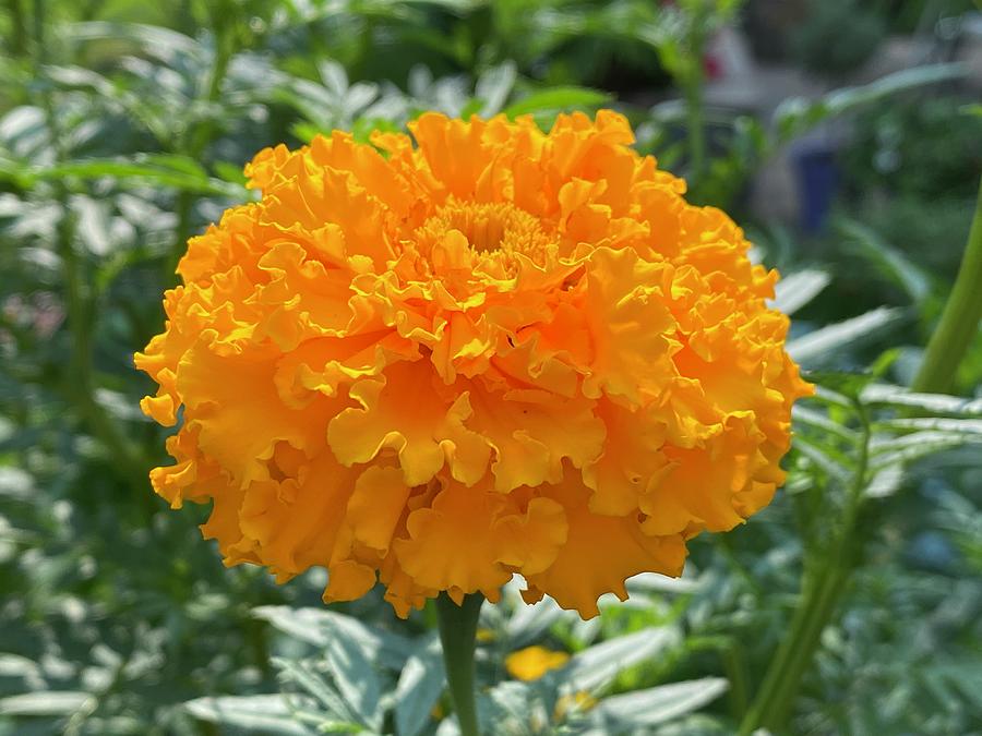 Mexican marigold Photograph by Terry Linkemer - Fine Art America