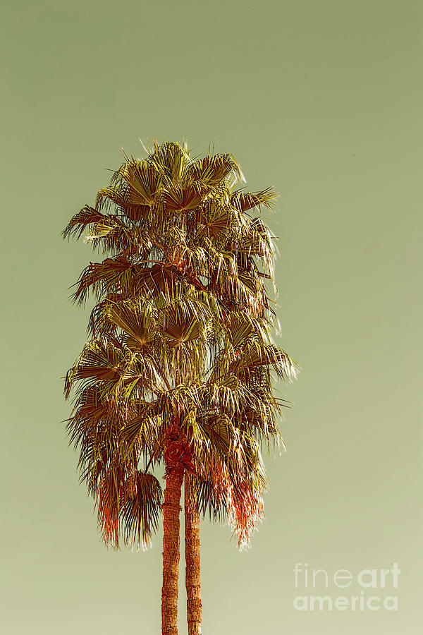 Desert Digital Art - Mexican Palms by Elisabeth Lucas