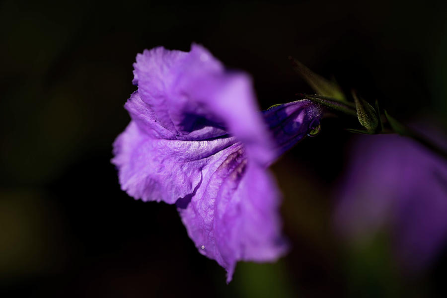 Mexican Petunia  Photograph by Jessica Brown