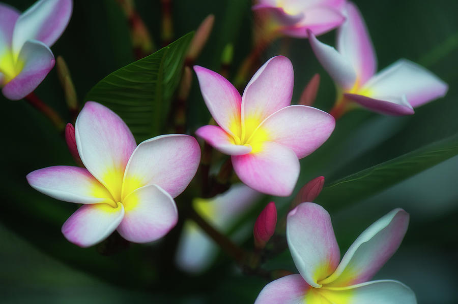 Mexican Plumeria Photograph by Doug Wittrock