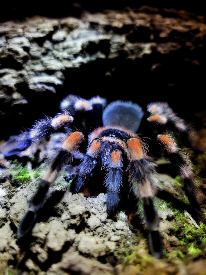 Mexican Red Knee Tarantula  Photograph by Ally White