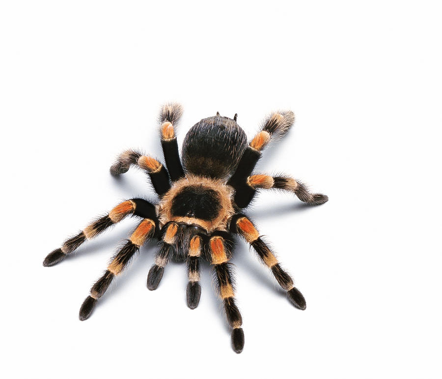 Mexican Red Kneed Tarantula Photograph by Digital Zoo