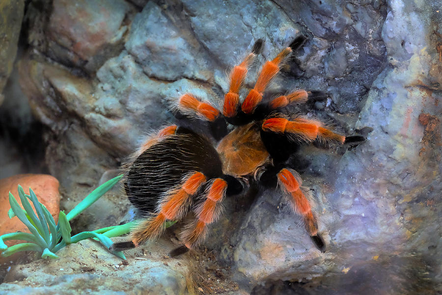 Mexican redknee tarantula Photograph by Tom Applegate