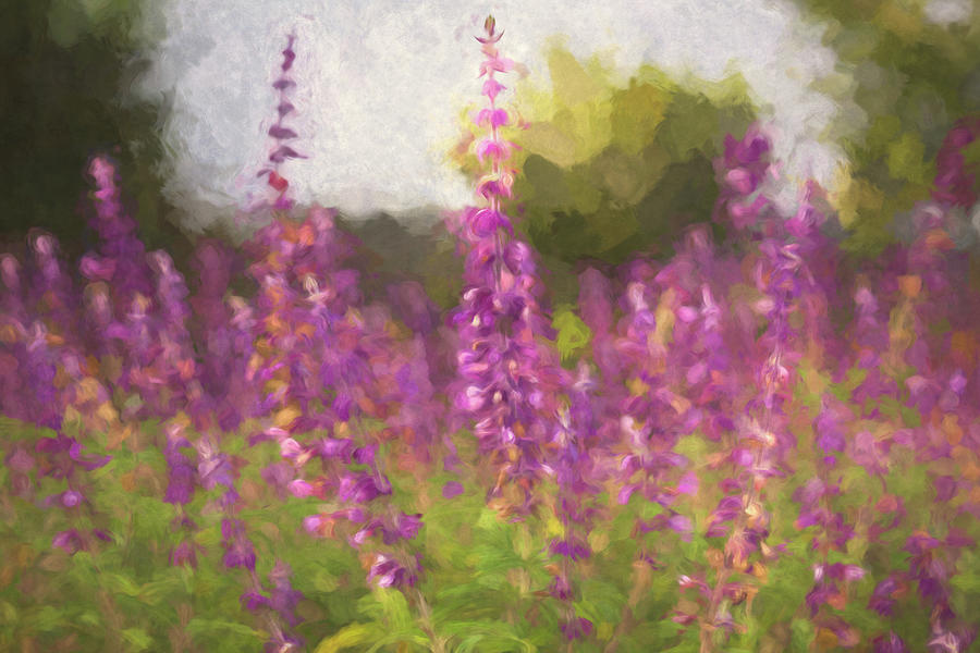 Mexican Sage Plants M Mixed Media by Alison Frank