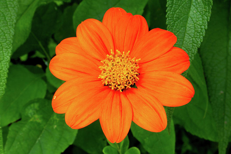 Mexican Sunflower Photograph by Brian Weber