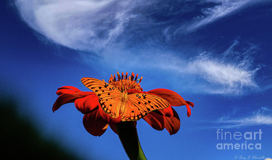 Mexican Sunflower Butterfly Photograph