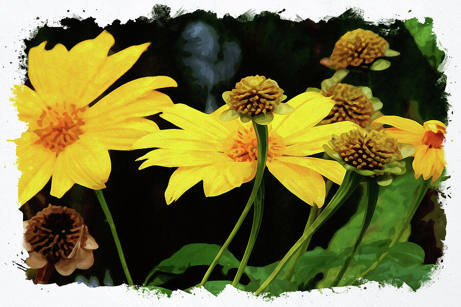 Mexican Sunflower Digital Art by Chauncy Holmes