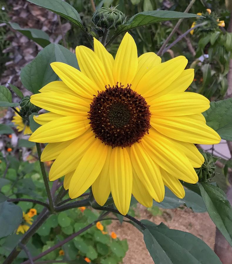 Mexican Sunflower Photograph by Janice Whyte - Pixels