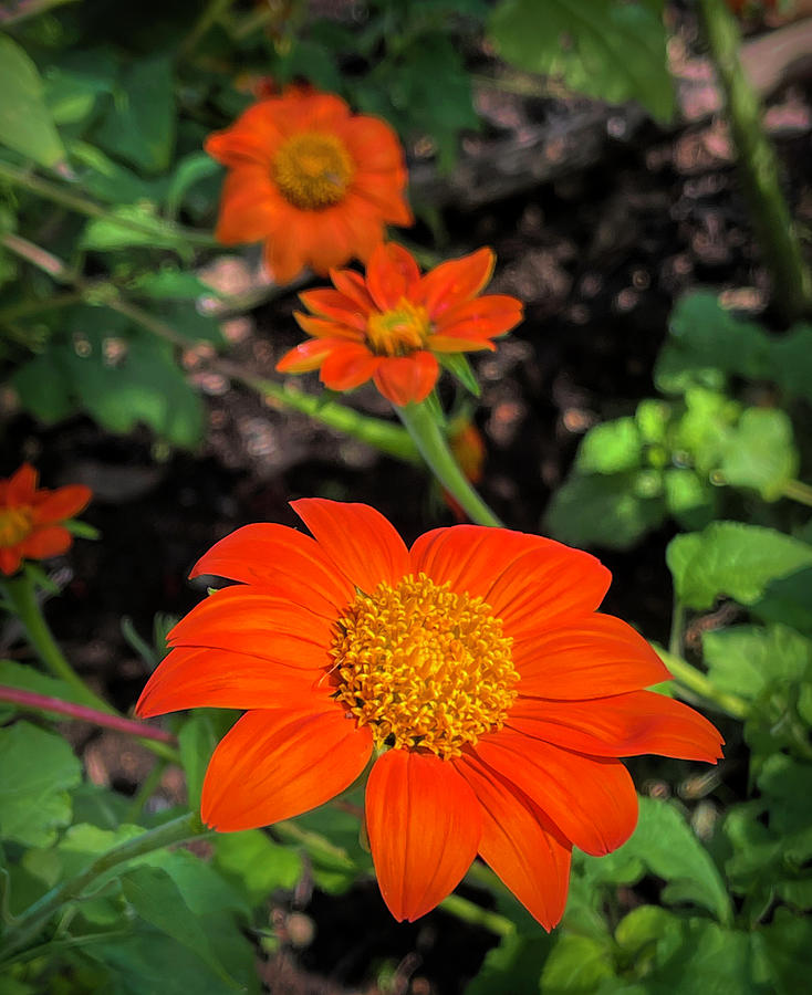 Mexican Sunflower Photograph by Judy Vincent