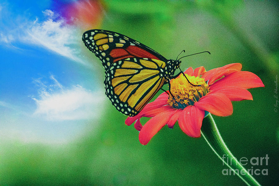 Mexican Sunflower Monarch In The Sky Photograph