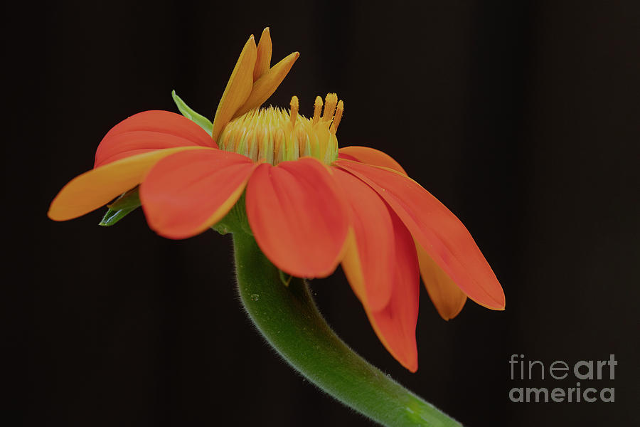 Mexican Sunflower Opening Photograph by Linda D Lester