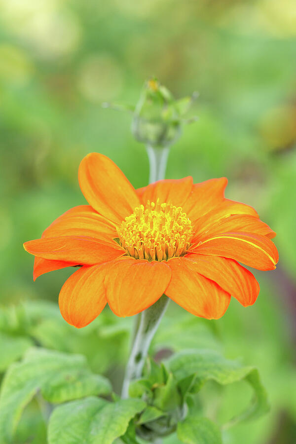 Mexican Sunflower Photograph by Tanya C Smith