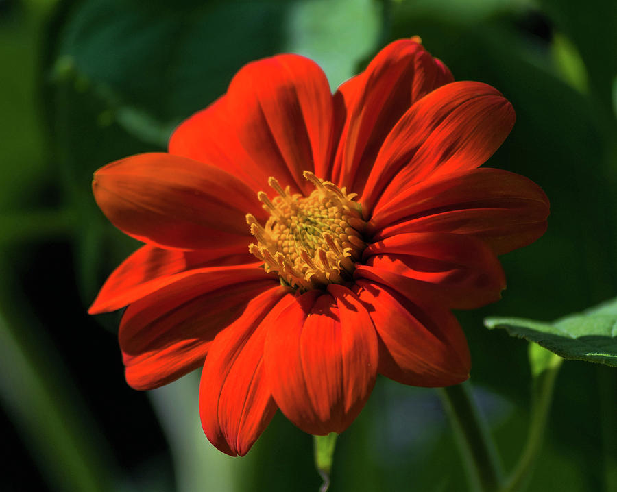 Mexican Sunflower Photograph - Mexican Sunflower by Terri Waselchuk