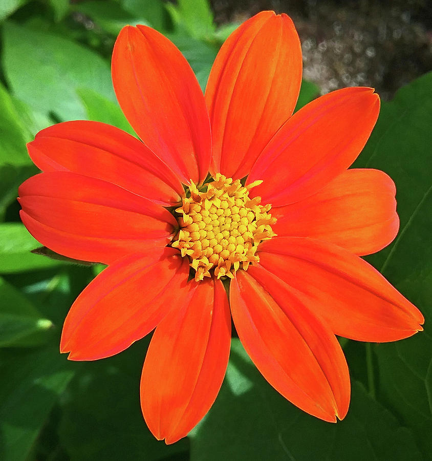 Mexican Sunflower1 Photograph by Emmy Marie Vickers
