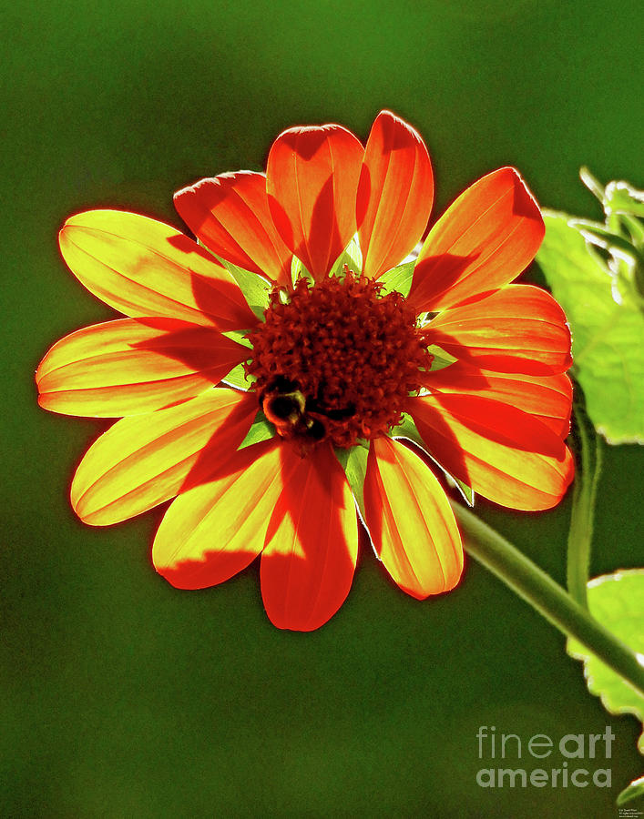 Mexican Sunflower15 and Friend Photograph by Lizi Beard-Ward