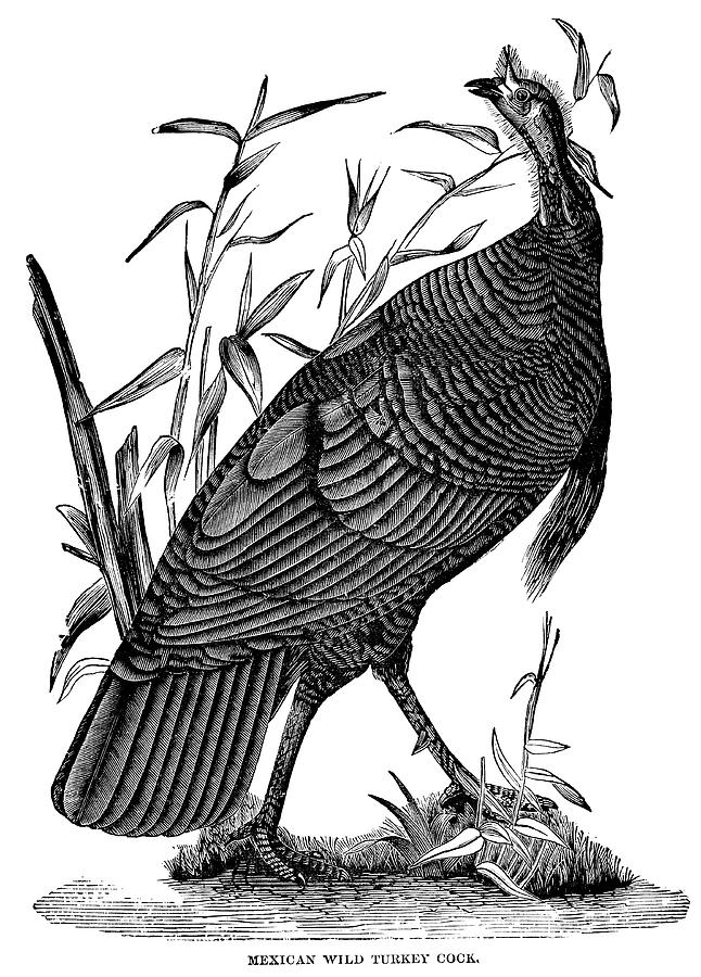 Mexican wild turkey Drawing by NNehring