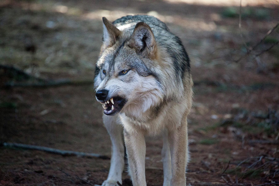 Mexican Wolf Showing His Pearly Whites Photograph by Karol Livote