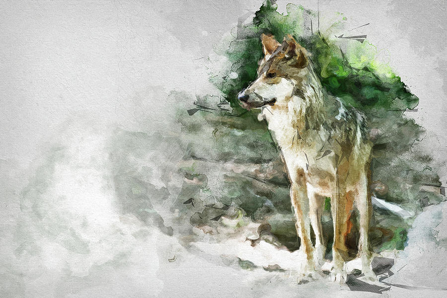 Mexican Wolf Watercolor Mixed Media by Ed Taylor