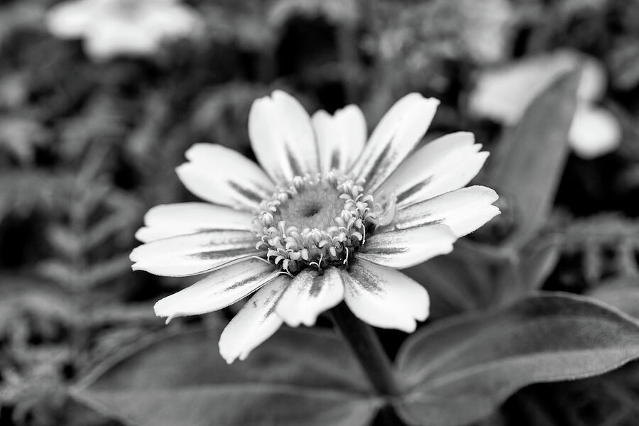 Mexican Zinnia Flower Black And White Photograph by Tanya C Smith
