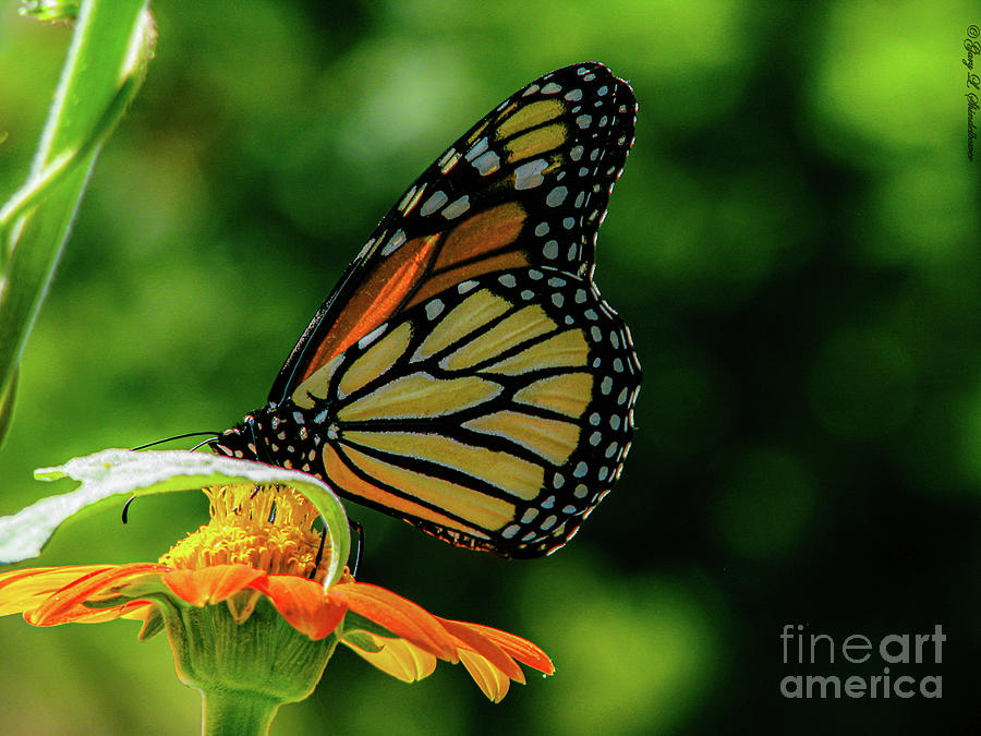 Mexician Sunflower Monarch Butterfly Photograph