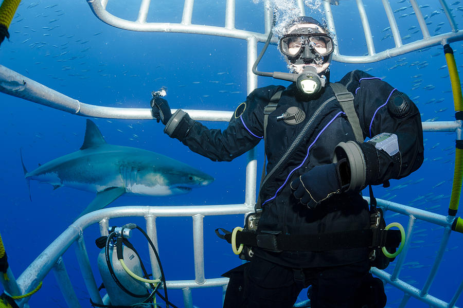Mexico, Guadalupe, Pacific Ocean, scuba diver in shark cage with white shark, Carcharodon carcharias, in the background Photograph by Westend61