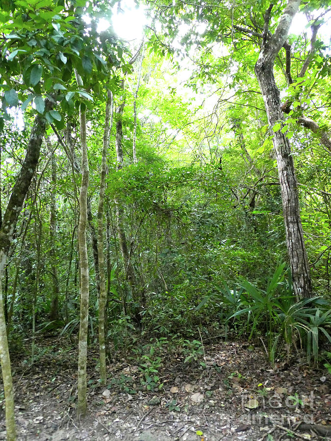 Mexico, Trees in the Jungle 3 Photograph by Francesca Mackenney