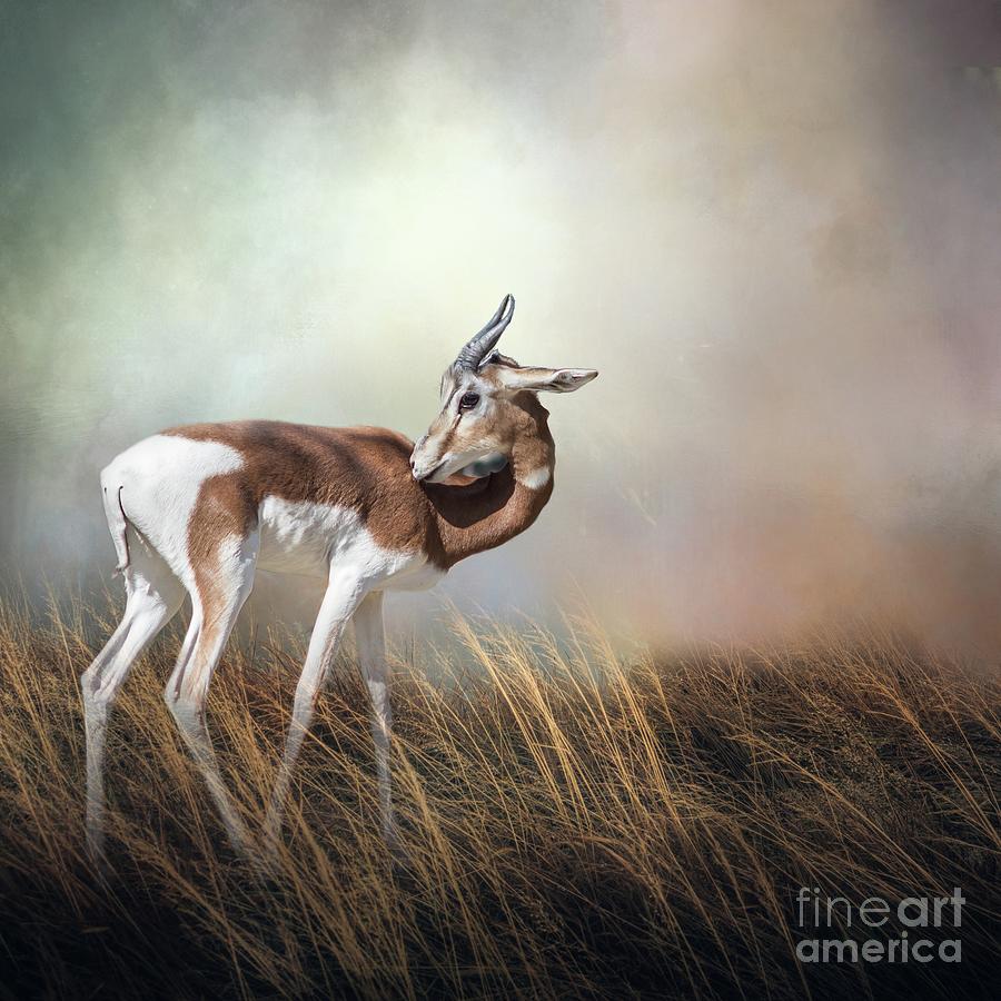 Wildlife Photograph - Mhorr Gazelle by Eva Lechner