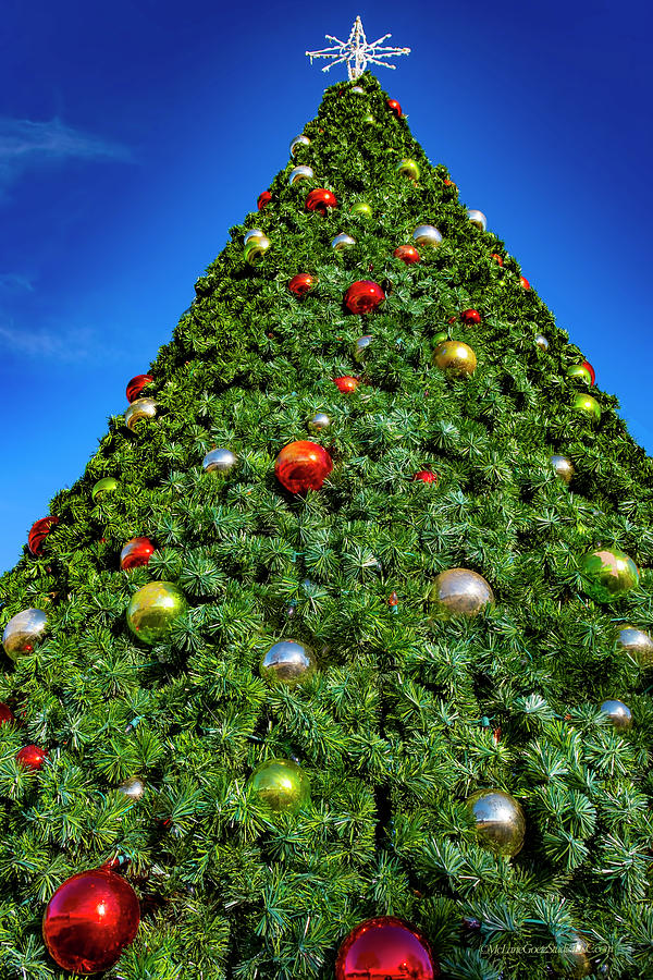 Mi Algonac Christmas Tree Photograph