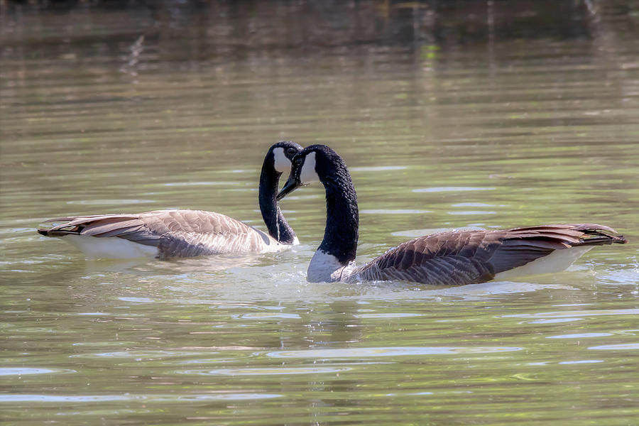 Geese Photograph - Mi Amor - Canada Geese Mating Ritual by Susan Rissi Tregoning